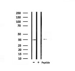 Invitrogen Phospho-MAX (Ser11) Polyclonal Antibody 100 μL; Unconjugated:Antibodies,