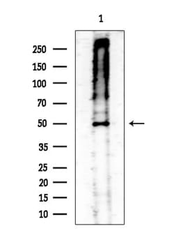 Invitrogen&trade;&nbsp;Phospho-MAP2K1/MAP2K2 (Ser218, Ser222, Ser226) Polyclonal Antibody