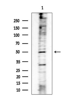 Invitrogen&trade;&nbsp;Phospho-MAP2K1/MAP2K2 (Ser218, Ser222, Ser226) Polyclonal Antibody