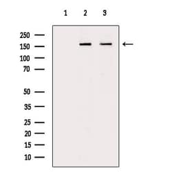 Invitrogen Phospho-GP130 (Ser782) Polyclonal Antibody 100 &mu;L; Unconjugated:Antibodies,