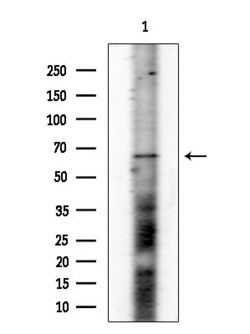 Invitrogen Phospho-CD150 (Tyr327) Polyclonal Antibody 100 &mu;L; Unconjugated:Antibodies,