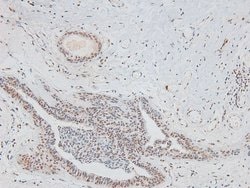 Invitrogen Phospho-CD150 (Tyr327) Polyclonal Antibody 100 &mu;L; Unconjugated:Antibodies,