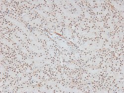 Invitrogen Phospho-CD150 (Tyr327) Polyclonal Antibody 100 &mu;L; Unconjugated:Antibodies,