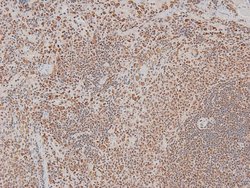 Invitrogen Phospho-Cyclin D1 (Ser90) Polyclonal Antibody 100 &mu;L | Buy Online | Invitrogen&trade; | Fisher Scientific