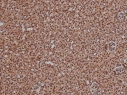 Invitrogen Phospho-4EBP1 (Thr36) Polyclonal Antibody 100 &mu;L; Unconjugated:Antibodies,