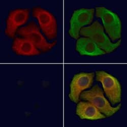 Invitrogen Phospho-DAPK1 (Ser308) Polyclonal Antibody 100 &mu;L | Buy Online | Invitrogen&trade; | Fisher Scientific