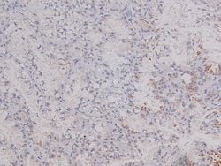 Invitrogen Phospho-DNA-PK (Ser2612) Polyclonal Antibody 100 &mu;L; Unconjugated:Antibodies,