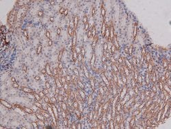 Invitrogen Phospho-DNA-PK (Ser2612) Polyclonal Antibody 100 &mu;L; Unconjugated:Antibodies,