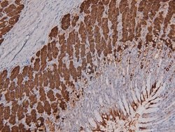 Invitrogen Phospho-DNA-PK (Ser2612) Polyclonal Antibody 100 &mu;L; Unconjugated:Antibodies,