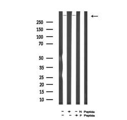 Invitrogen Phospho-DNA-PK (Ser2612) Polyclonal Antibody 100 &mu;L; Unconjugated:Antibodies,