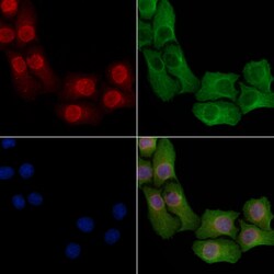 Invitrogen Phospho-PPAR alpha (Ser21) Polyclonal Antibody 100 &mu;L; Unconjugated:Antibodies,