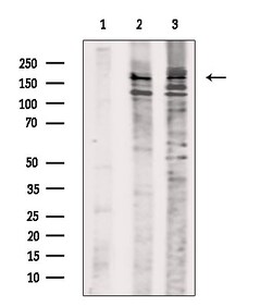 Invitrogen Phospho-RET (Tyr1096) Polyclonal Antibody 100 &mu;L; Unconjugated:Antibodies,