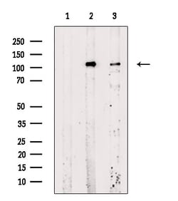 Invitrogen Phospho-Rb (Ser612) Polyclonal Antibody 100 &mu;L; Unconjugated:Antikörper
