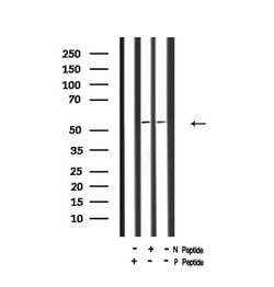 Invitrogen Phospho-SMAD2 (Ser255) Polyclonal Antibody 100 μL; Unconjugated:Antibodies,