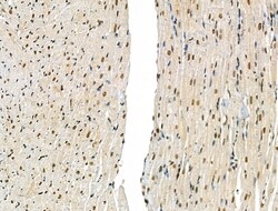 Invitrogen Phospho-SMAD2 (Ser255) Polyclonal Antibody 100 μL; Unconjugated:Antibodies,