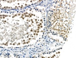 Invitrogen Phospho-SMAD2 (Ser255) Polyclonal Antibody 100 μL; Unconjugated:Antibodies,