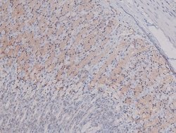 Invitrogen Phospho-Syndecan 4 (Ser179) Polyclonal Antibody 100 &mu;L; Unconjugated:Antibodies,