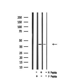 Invitrogen Phospho-GNAZ (Ser16) Polyclonal Antibody 100 &mu;L; Unconjugated:Antibodies,