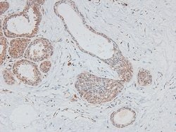Invitrogen Phospho-HIC5 (Tyr60) Polyclonal Antibody 100 μL; Unconjugated:Antibodies,
