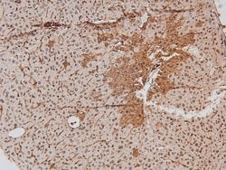 Invitrogen Phospho-HIC5 (Tyr60) Polyclonal Antibody 100 μL; Unconjugated:Antibodies,