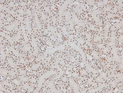 Invitrogen Phospho-HIC5 (Tyr60) Polyclonal Antibody 100 μL; Unconjugated:Antibodies,