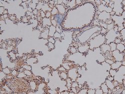 Invitrogen Phospho-HMGN2 (Ser29) Polyclonal Antibody 100 &mu;L; Unconjugated:Antibodies,