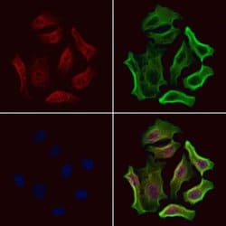 Invitrogen Phospho-HSF1 (Ser307) Polyclonal Antibody 100 &mu;L; Unconjugated:Antibodies,