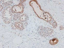 Invitrogen Phospho-HSF1 (Ser307) Polyclonal Antibody 100 &mu;L; Unconjugated:Antibodies,