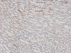 Invitrogen Phospho-HSF1 (Ser307) Polyclonal Antibody 100 &mu;L; Unconjugated:Antibodies,
