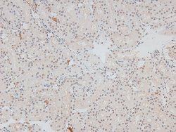 Invitrogen Phospho-HSF1 (Ser307) Polyclonal Antibody 100 &mu;L; Unconjugated:Antibodies,