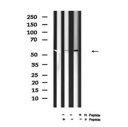 Invitrogen Phospho-HSF1 (Ser307) Polyclonal Antibody 100 &mu;L; Unconjugated:Antibodies,