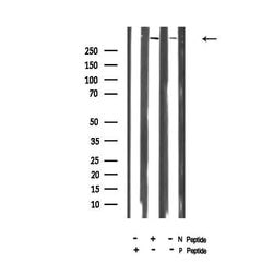 Invitrogen Phospho-IGF2R (Ser2484) Polyclonal Antibody 100 &mu;L; Unconjugated:Antibodies,
