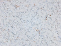 Invitrogen Phospho-ITGA4 (Ser1027) Polyclonal Antibody 100 μL; Unconjugated:Antibodies,