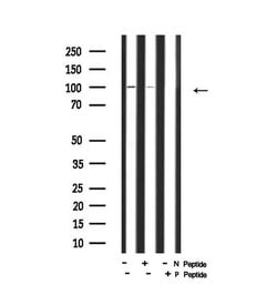 Invitrogen Phospho-ITGA4 (Ser1027) Polyclonal Antibody 100 μL; Unconjugated:Antibodies,