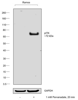 Invitrogen Phospho-ITK (Tyr512) Polyclonal Antibody 100 &mu;L | Buy Online | Invitrogen&trade; | Fisher Scientific
