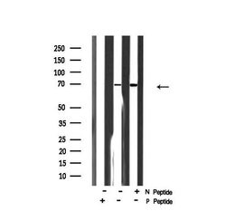 Invitrogen Phospho-KV3.4 (KCNC4) (Ser15) Polyclonal Antibody 100 &mu;L | Buy Online | Invitrogen&trade; | Fisher Scientific