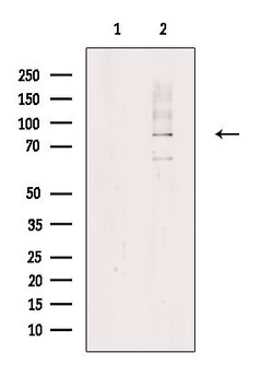 Invitrogen Phospho-MARK2 (Thr596) Polyclonal Antibody 100 &mu;L; Unconjugated:Antibodies,