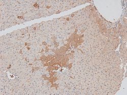 Invitrogen Phospho-MARK2 (Thr596) Polyclonal Antibody 100 &mu;L; Unconjugated:Antibodies,