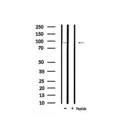 Invitrogen Phospho-MLK3 (Thr277, Ser281) Polyclonal Antibody 100 &mu;L;