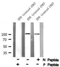 Invitrogen Phospho-Catenin alpha-1 (Ser641) Polyclonal Antibody 100 &mu;L;