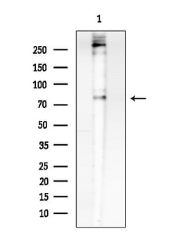 Invitrogen Phospho-CENTB1 (Ser554) Polyclonal Antibody 100 &mu;L; Unconjugated:Antibodies,