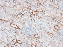 Invitrogen Phospho-AHNAK (Ser5784) Polyclonal Antibody 100 μL; Unconjugated:Antibodies,