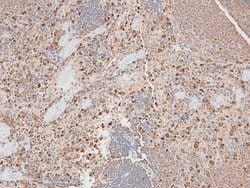 Invitrogen Phospho-AHNAK (Ser5784) Polyclonal Antibody 100 μL; Unconjugated:Antibodies,