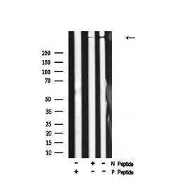 Invitrogen Phospho-AHNAK (Ser5784) Polyclonal Antibody 100 μL; Unconjugated:Antibodies,