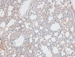 Invitrogen Phospho-p300 (Ser1834) Polyclonal Antibody 100 &mu;L | Buy Online | Invitrogen&trade; | Fisher Scientific