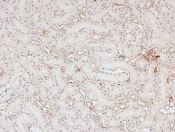 Invitrogen Phospho-p300 (Ser1834) Polyclonal Antibody 100 &mu;L | Buy Online | Invitrogen&trade; | Fisher Scientific