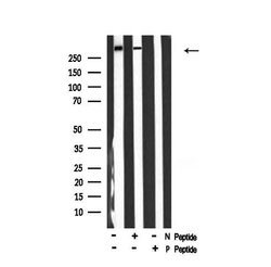 Invitrogen Phospho-p300 (Ser1834) Polyclonal Antibody 100 &mu;L | Buy Online | Invitrogen&trade; | Fisher Scientific
