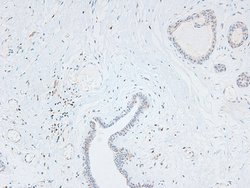 Invitrogen Phospho-L-Plastin (Ser5) Polyclonal Antibody 100 &mu;L; Unconjugated:Antibodies,