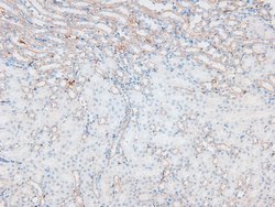 Invitrogen Phospho-L-Plastin (Ser5) Polyclonal Antibody 100 &mu;L; Unconjugated:Antibodies,