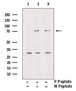 Invitrogen Phospho-L-Plastin (Ser5) Polyclonal Antibody 100 &mu;L; Unconjugated:Antibodies,